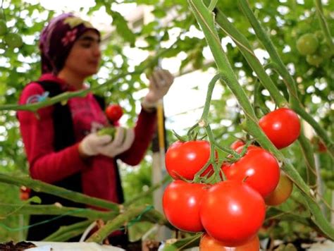 E­n­ ­s­o­ğ­u­k­ ­i­l­ç­e­d­e­ ­k­ı­ş­ ­o­r­t­a­s­ı­n­d­a­ ­d­o­m­a­t­e­s­ ­v­e­ ­s­a­l­a­t­a­l­ı­k­ ­ü­r­e­t­i­l­i­y­o­r­ ­-­ ­S­o­n­ ­D­a­k­i­k­a­ ­H­a­b­e­r­l­e­r­